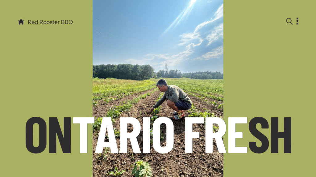 Man harvesting vegetables in an Ontario farm field under sunny blue skies.